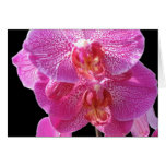 Blooming Pink Orchids Greeting Card