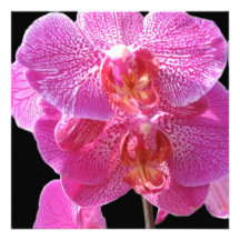 Blooming Pink Orchids Invitation