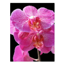 Blooming Pink Orchids Postcard postcards