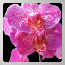 Blooming Pink Orchids Poster