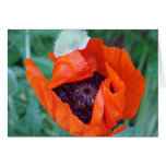 Blooming Poppy note card cards