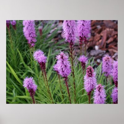 Blooming Poster by vilhei