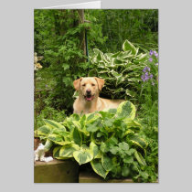 Blooming Puppies cards