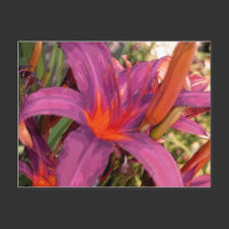 Blooming Purple Lily postcards