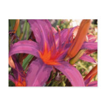 Blooming Purple Lily postcards