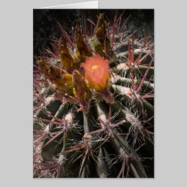 Blooming Red Barrel Cactus cards