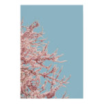 Blooming Red Bud Tree posters