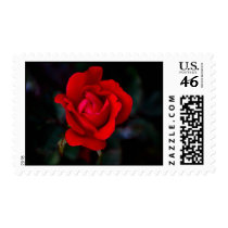 Blooming Red Rose postage
