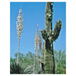 Blooming Saguaro Cactus, Yucca Flyer Design