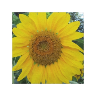 Blooming Sunflower