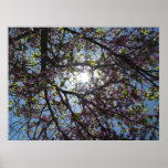 blooming tree poster