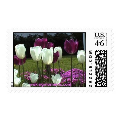 Blooming White and Purple Tulips Stamp by wolfsongdesign