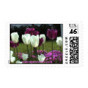 Blooming White and Purple Tulips postage