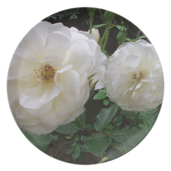 Blooming White Roses Plate