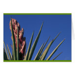 Blooming yucca card