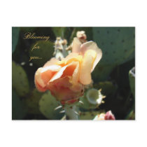 Blooms for You postcards