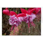 blooms greeting card