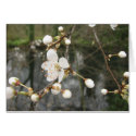 Blossom cards by tonibb Blossom cards