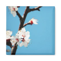 Blossom Clouds Magnet magnets