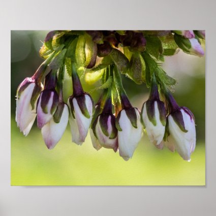 Blossom Flower Buds Poster