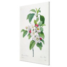 Blossom, from 'Les Choix des Plus Belles Canvas Prints
