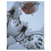 Blossom of Snow flyers