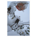Blossom of Snow Stationery