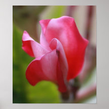 Blossom on Plumeria Posters