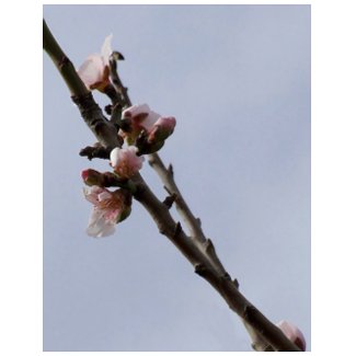 Blossom Postcard postcard