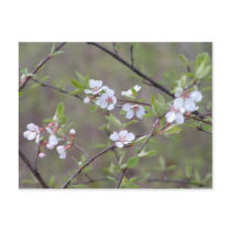 Blossom postcards