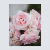 Blossom postcards