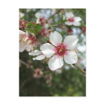Blossom Postcard postcards