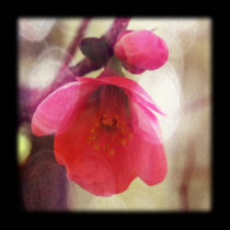 Blossom posters