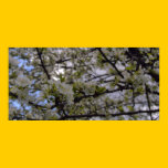 ~BLOSSOM TREE~ posters