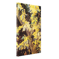 Blossoming Acacia Branches Vincent van Gogh. Canvas Print