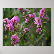 Blossoming Beauty posters