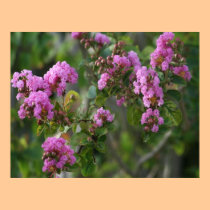 Blossoming Beauty posters