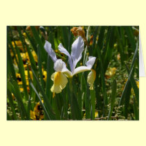 Blossoming  iris cards