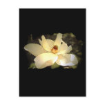 Blossoming Magnolia Post Cards