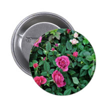 Blossoming Rose with differen shades of pink