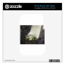 Blossoming Saguaro Skin For iPod Touch 4G