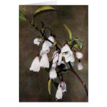 Blossoming Silver Bell Tree Greeting Card