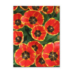 Blossoming Tulips in the Garden at Spring Time Postcards