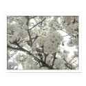 blossoms1 Poster posters