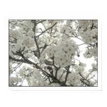 blossoms1 Poster posters by Great_Elefante blossoms1 Poster posters