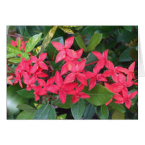 Blossoms Card by Absinthia Blossoms Card