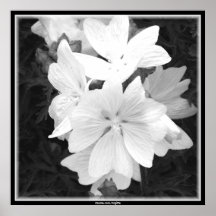 Blossoms in White Print