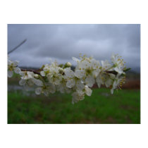 Blossoms on a Rainy Morning posters by wingedturtle Blossoms on a Rainy Morning posters