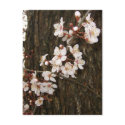 Blossoms on a Tree Postcard by wingedturtle Blossoms on a Tree Postcard