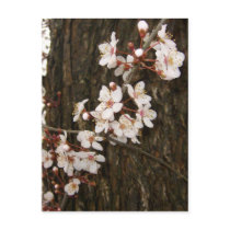 Blossoms on a Tree Postcard by wingedturtle Blossoms on a Tree Postcard